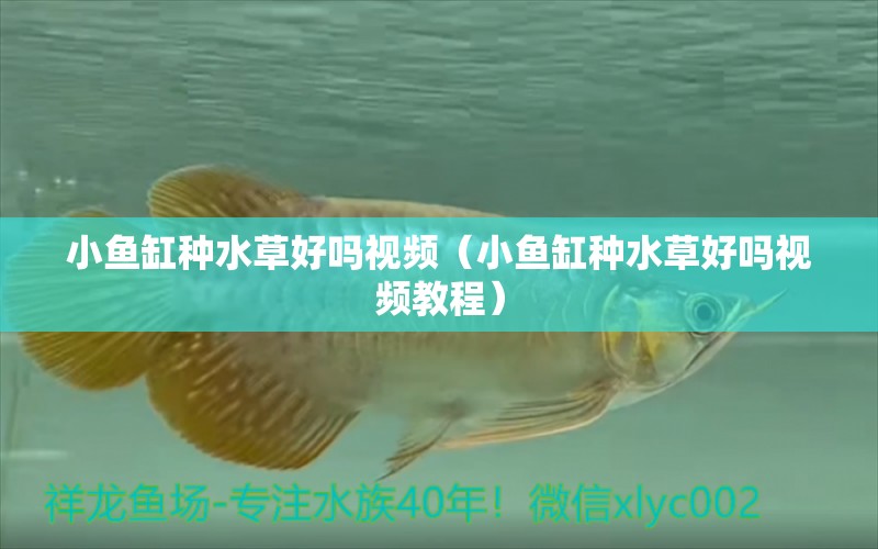 小魚缸種水草好嗎視頻（小魚缸種水草好嗎視頻教程） 水草