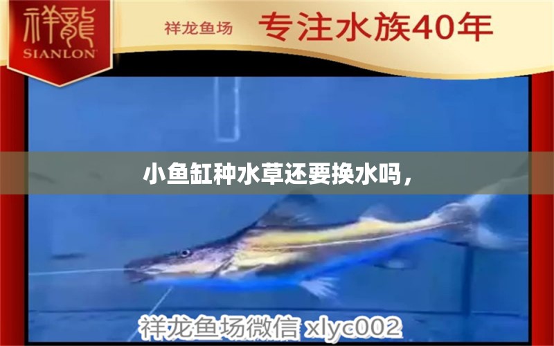 小魚(yú)缸種水草還要換水嗎， 水草