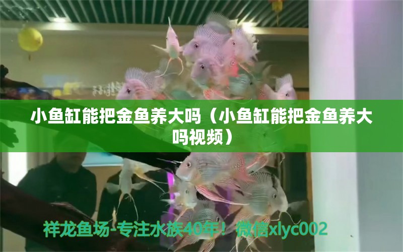 小魚缸能把金魚養(yǎng)大嗎（小魚缸能把金魚養(yǎng)大嗎視頻） 祥龍水族醫(yī)院