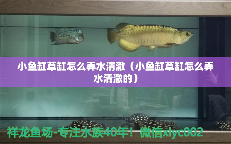 小魚缸草缸怎么弄水清澈（小魚缸草缸怎么弄水清澈的） 非洲象鼻魚