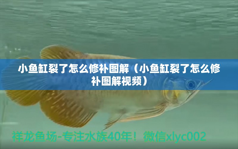 小魚缸裂了怎么修補圖解（小魚缸裂了怎么修補圖解視頻）