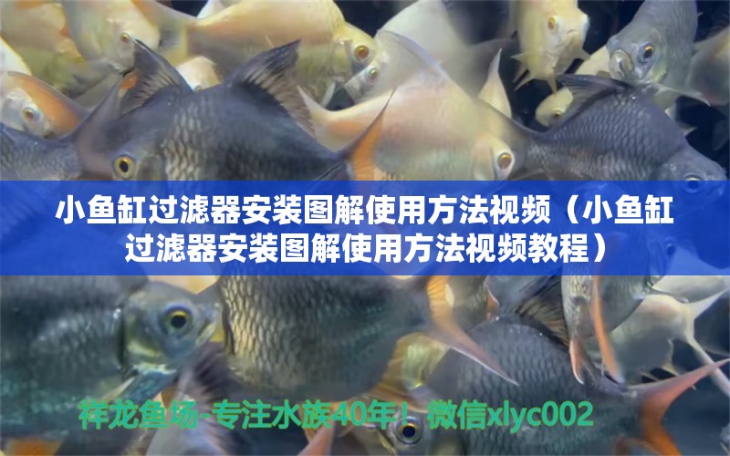 小魚缸過濾器安裝圖解使用方法視頻（小魚缸過濾器安裝圖解使用方法視頻教程）