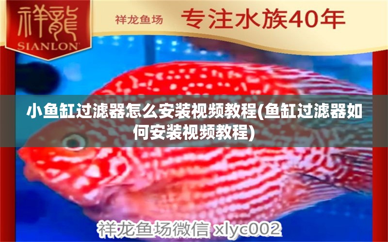 小魚缸過濾器怎么安裝視頻教程(魚缸過濾器如何安裝視頻教程) 金三間魚