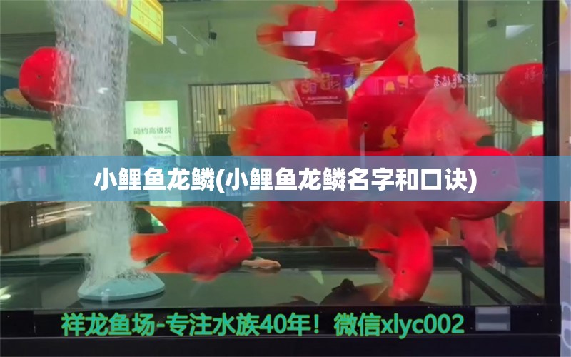 小鯉魚龍鱗(小鯉魚龍鱗名字和口訣) 青龍魚