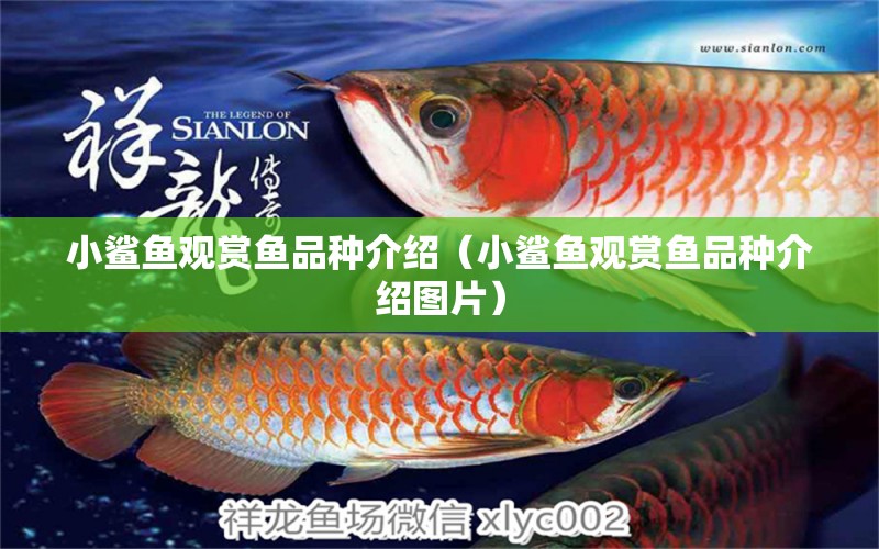 小鯊魚(yú)觀賞魚(yú)品種介紹（小鯊魚(yú)觀賞魚(yú)品種介紹圖片）