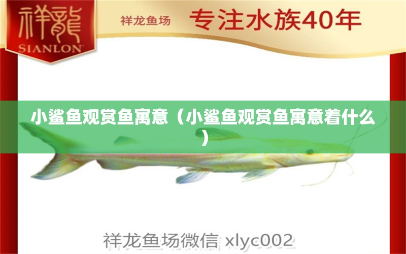 小鯊魚觀賞魚寓意（小鯊魚觀賞魚寓意著什么） 大白鯊魚