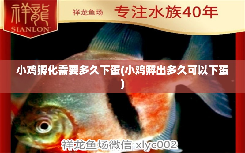 小雞孵化需要多久下蛋(小雞孵出多久可以下蛋) 圖騰金龍魚