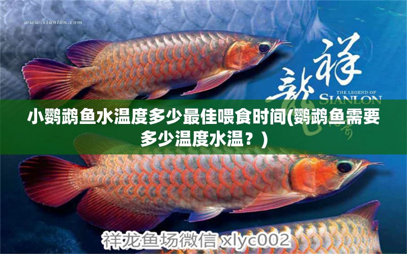 小鸚鵡魚水溫度多少最佳喂食時(shí)間(鸚鵡魚需要多少溫度水溫？) 鸚鵡魚