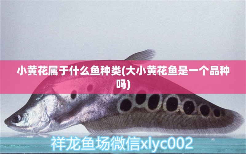 小黃花屬于什么魚種類(大小黃花魚是一個(gè)品種嗎) 一眉道人魚苗