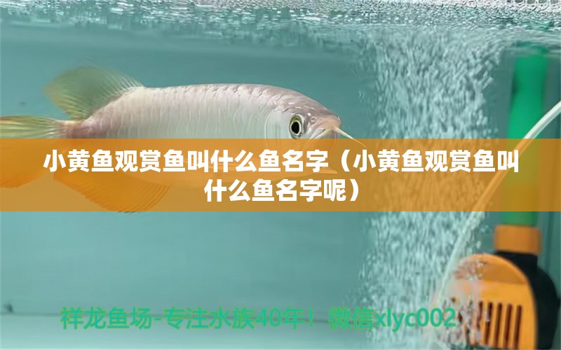 小黃魚觀賞魚叫什么魚名字（小黃魚觀賞魚叫什么魚名字呢）