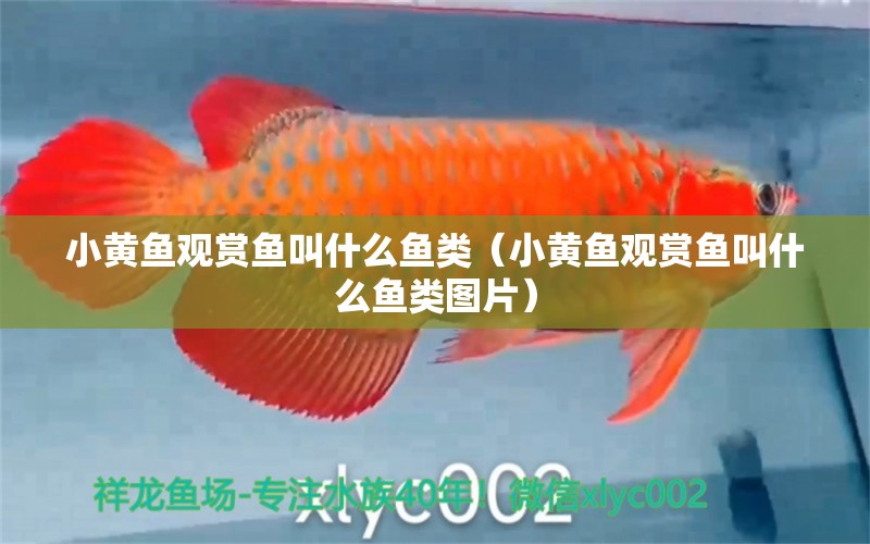 小黃魚觀賞魚叫什么魚類（小黃魚觀賞魚叫什么魚類圖片） 巨骨舌魚