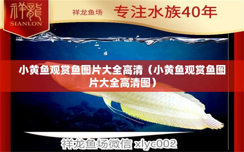 小黃魚觀賞魚圖片大全高清（小黃魚觀賞魚圖片大全高清圖） 祥龍水族醫(yī)院