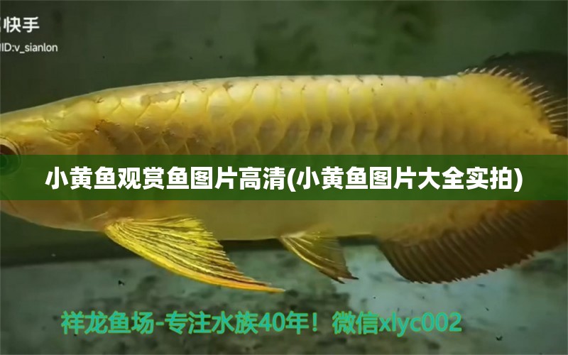 小黃魚觀賞魚圖片高清(小黃魚圖片大全實拍) 龍鳳鯉魚