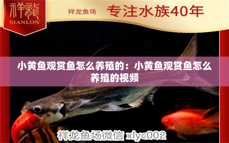 小黃魚觀賞魚怎么養(yǎng)殖的：小黃魚觀賞魚怎么養(yǎng)殖的視頻