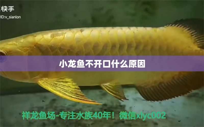 小龍魚(yú)不開(kāi)口什么原因 祥龍魚(yú)場(chǎng)