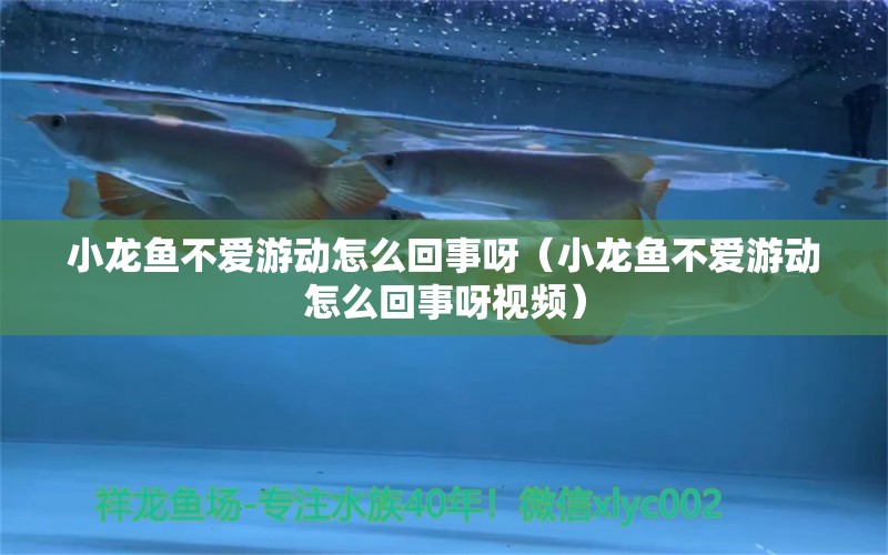 小龍魚不愛游動怎么回事呀（小龍魚不愛游動怎么回事呀視頻） 印尼四紋虎