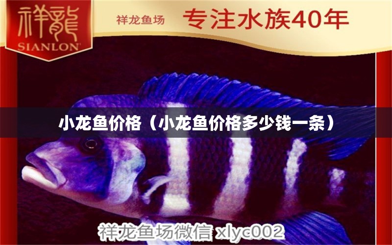 小龍魚價格（小龍魚價格多少錢一條）