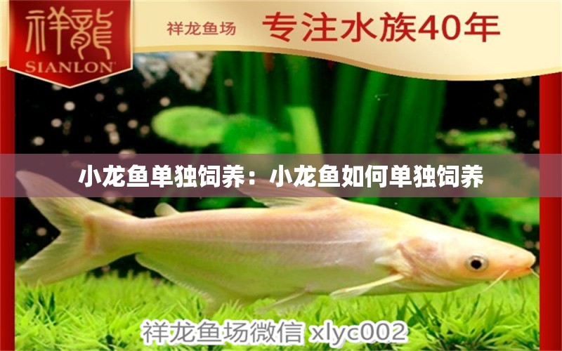 小龍魚單獨(dú)飼養(yǎng)：小龍魚如何單獨(dú)飼養(yǎng) 龍魚百科 第2張