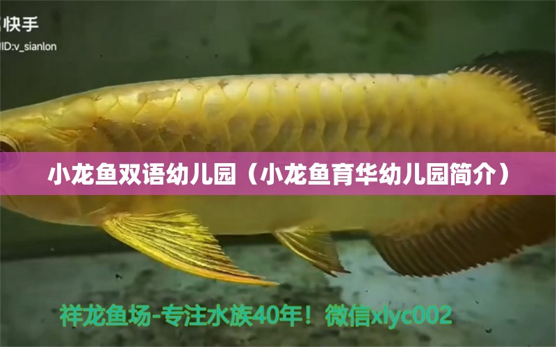 小龍魚雙語幼兒園（小龍魚育華幼兒園簡介）