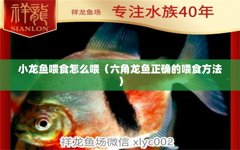 小龍魚喂食怎么喂（六角龍魚正確的喂食方法） 廣州龍魚批發(fā)市場(chǎng)