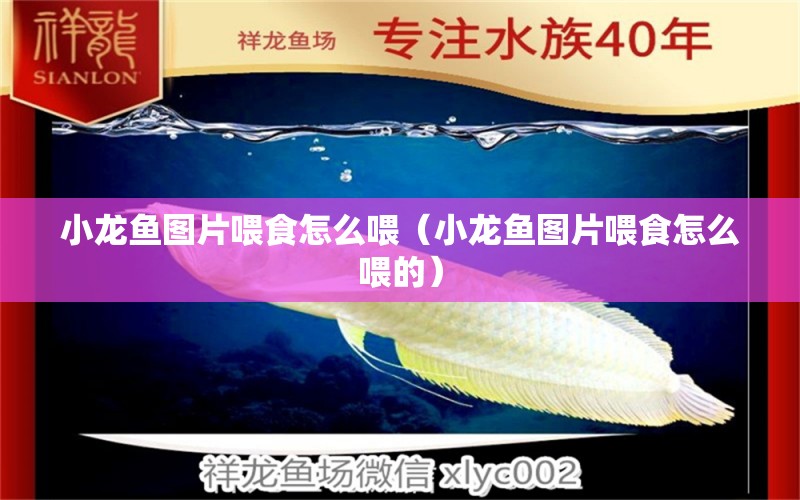 小龍魚圖片喂食怎么喂（小龍魚圖片喂食怎么喂的） 祥龍水族醫(yī)院