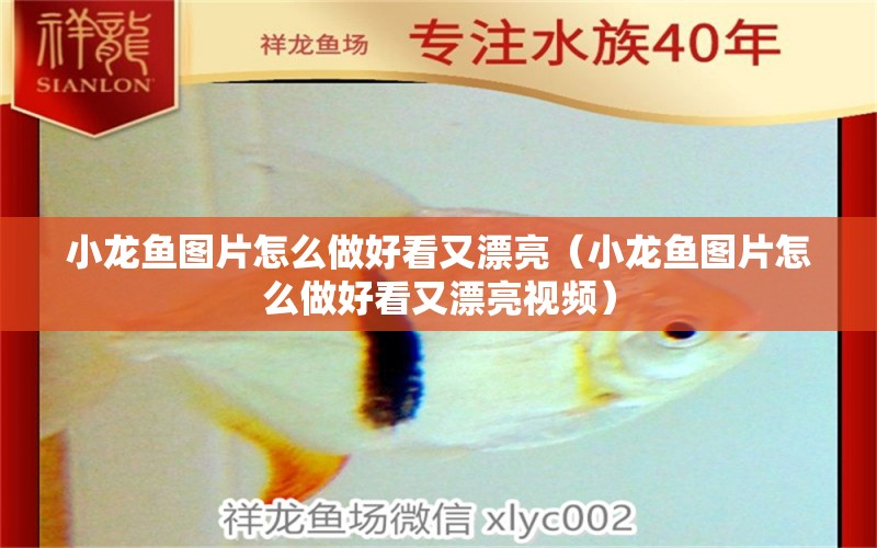 小龍魚圖片怎么做好看又漂亮（小龍魚圖片怎么做好看又漂亮視頻）