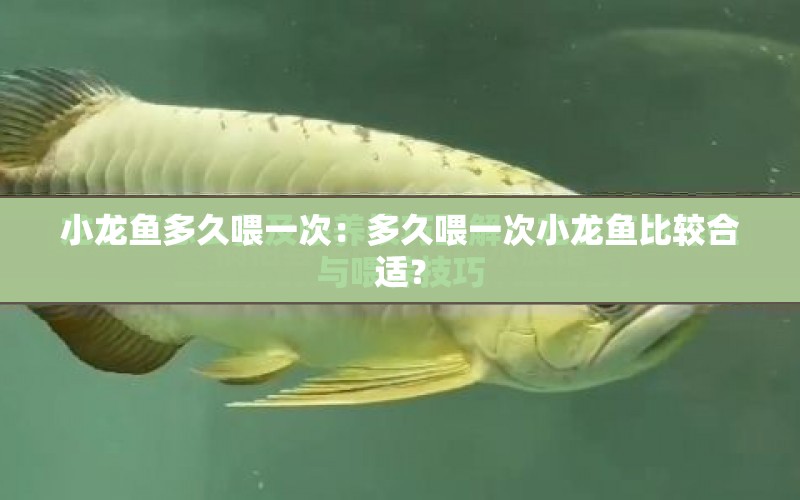 小龍魚多久喂一次：多久喂一次小龍魚比較合適？ 水族問答