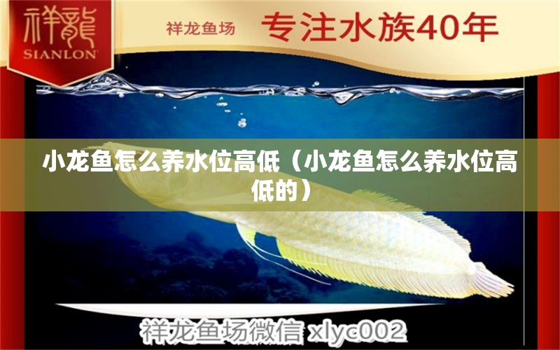 小龍魚怎么養(yǎng)水位高低（小龍魚怎么養(yǎng)水位高低的）