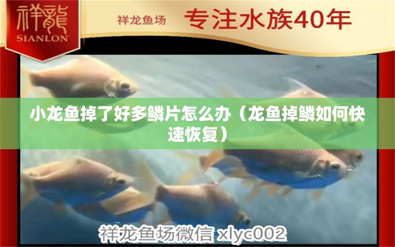 小龍魚掉了好多鱗片怎么辦（龍魚掉鱗如何快速恢復）