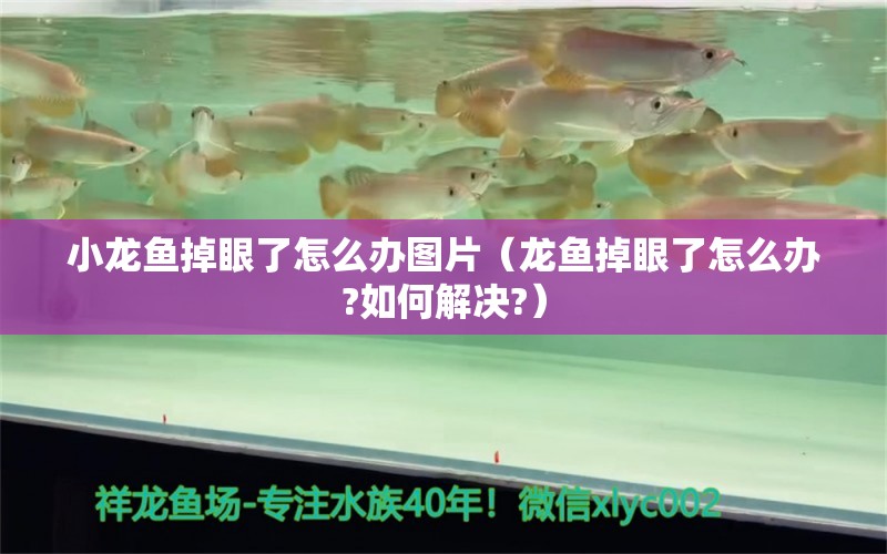 小龍魚(yú)掉眼了怎么辦圖片（龍魚(yú)掉眼了怎么辦?如何解決?） 觀賞魚(yú)批發(fā)