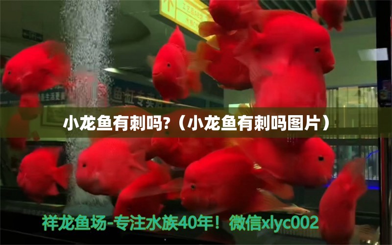 小龍魚有刺嗎?（小龍魚有刺嗎圖片）