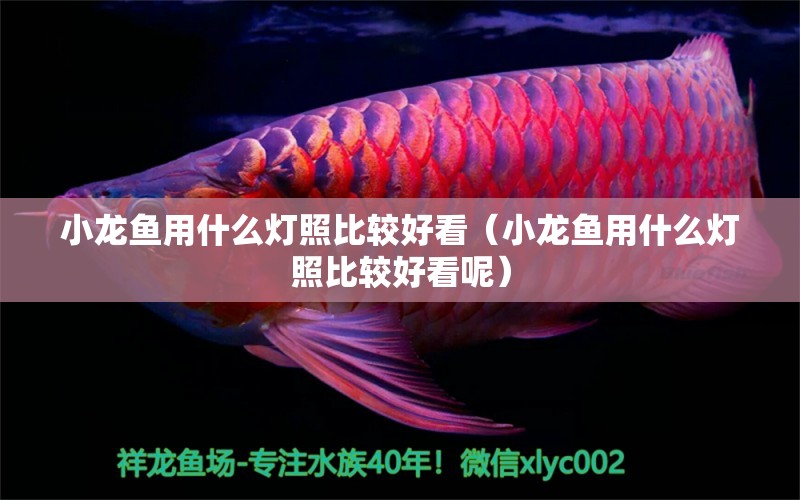 小龍魚(yú)用什么燈照比較好看（小龍魚(yú)用什么燈照比較好看呢） 觀賞魚(yú)市場(chǎng)（混養(yǎng)魚(yú)）