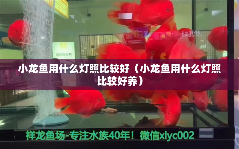 小龍魚用什么燈照比較好（小龍魚用什么燈照比較好養(yǎng)）