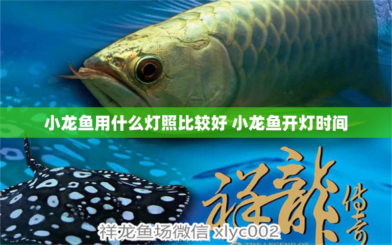 小龍魚用什么燈照比較好 小龍魚開燈時間 賽級紅龍魚 第1張