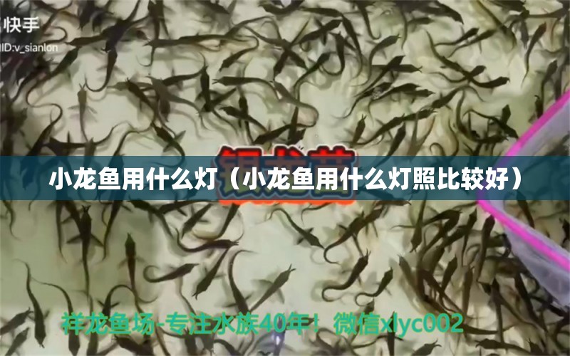 小龍魚用什么燈（小龍魚用什么燈照比較好） 觀賞魚市場（混養(yǎng)魚）