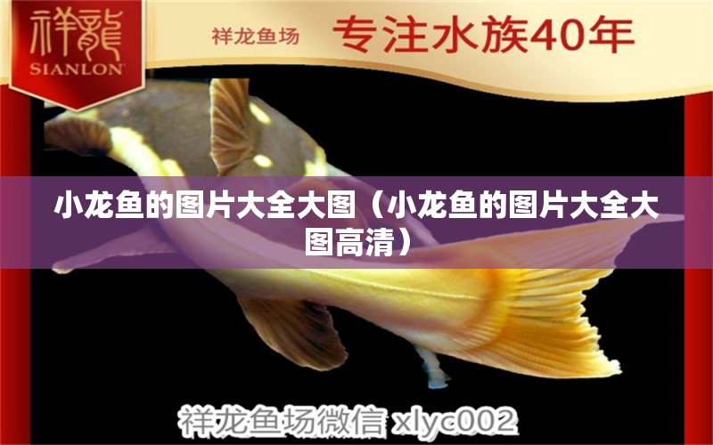 小龍魚的圖片大全大圖（小龍魚的圖片大全大圖高清）