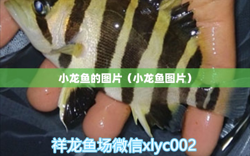 小龍魚的圖片（小龍魚圖片） 祥龍水族醫(yī)院