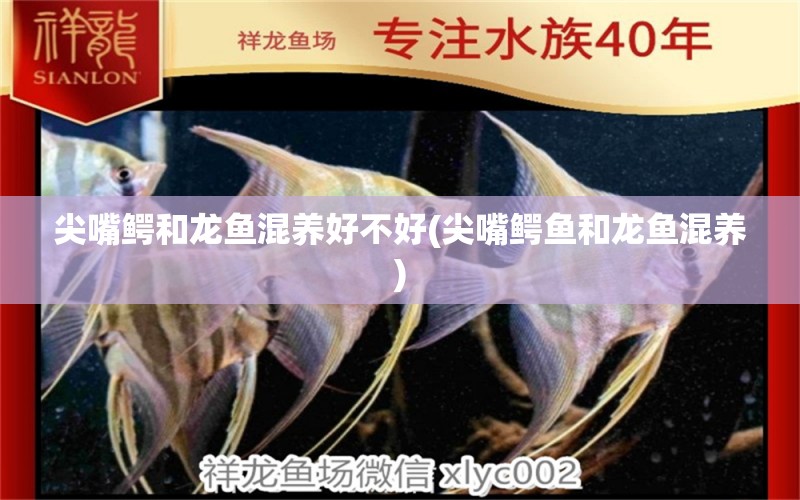 尖嘴鱷和龍魚混養(yǎng)好不好(尖嘴鱷魚和龍魚混養(yǎng)) 非洲金鼓魚