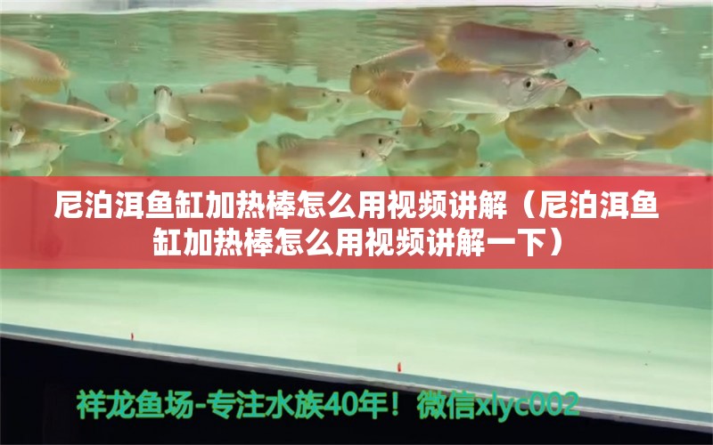 尼泊洱魚(yú)缸加熱棒怎么用視頻講解（尼泊洱魚(yú)缸加熱棒怎么用視頻講解一下） 祥龍水族醫(yī)院