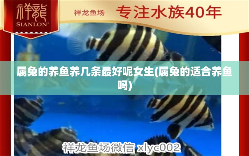 屬兔的養(yǎng)魚養(yǎng)幾條最好呢女生(屬兔的適合養(yǎng)魚嗎) 黃鰭鯧魚