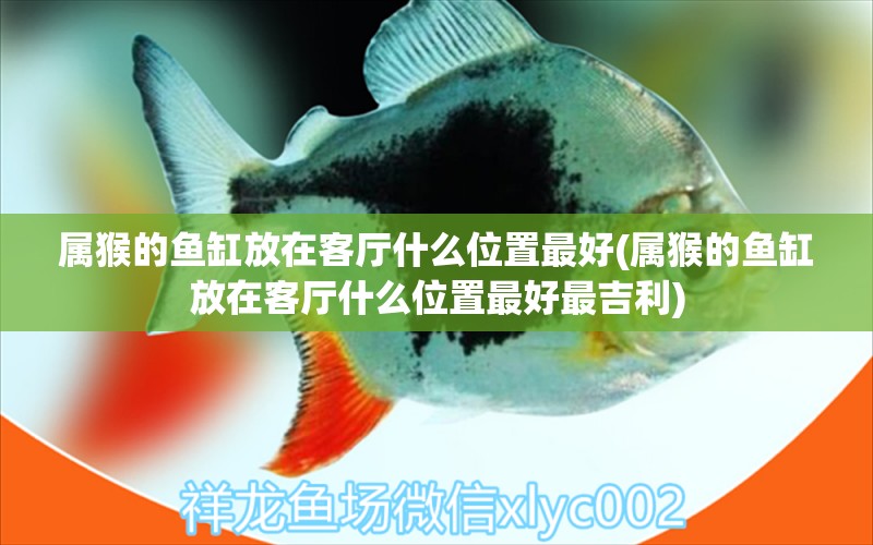 屬猴的魚缸放在客廳什么位置最好(屬猴的魚缸放在客廳什么位置最好最吉利) 銀龍魚百科 第1張