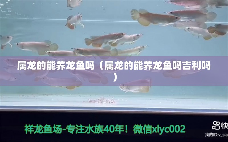 屬龍的能養(yǎng)龍魚嗎（屬龍的能養(yǎng)龍魚嗎吉利嗎） 廣州龍魚批發(fā)市場