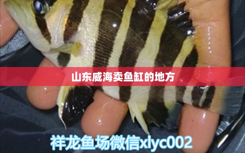 山東威海賣魚(yú)缸的地方 其他品牌魚(yú)缸