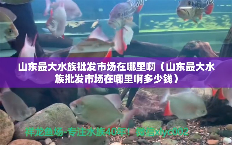 山東最大水族批發(fā)市場(chǎng)在哪里?。ㄉ綎|最大水族批發(fā)市場(chǎng)在哪里啊多少錢） 觀賞魚水族批發(fā)市場(chǎng)