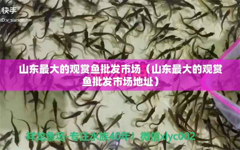 山東最大的觀賞魚批發(fā)市場（山東最大的觀賞魚批發(fā)市場地址）