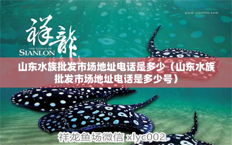 山東水族批發(fā)市場(chǎng)地址電話是多少（山東水族批發(fā)市場(chǎng)地址電話是多少號(hào)） 觀賞魚水族批發(fā)市場(chǎng)