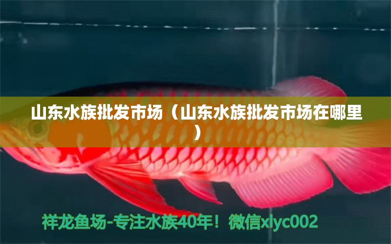 山東水族批發(fā)市場(chǎng)（山東水族批發(fā)市場(chǎng)在哪里） 觀賞魚水族批發(fā)市場(chǎng)