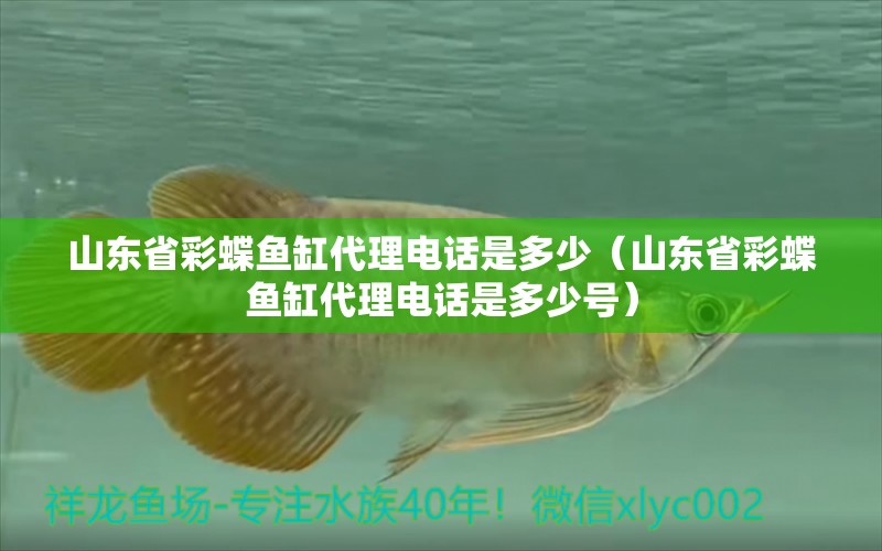 山東省彩蝶魚缸代理電話是多少（山東省彩蝶魚缸代理電話是多少號(hào)） 紅眼黃化幽靈火箭魚|皇家火箭魚