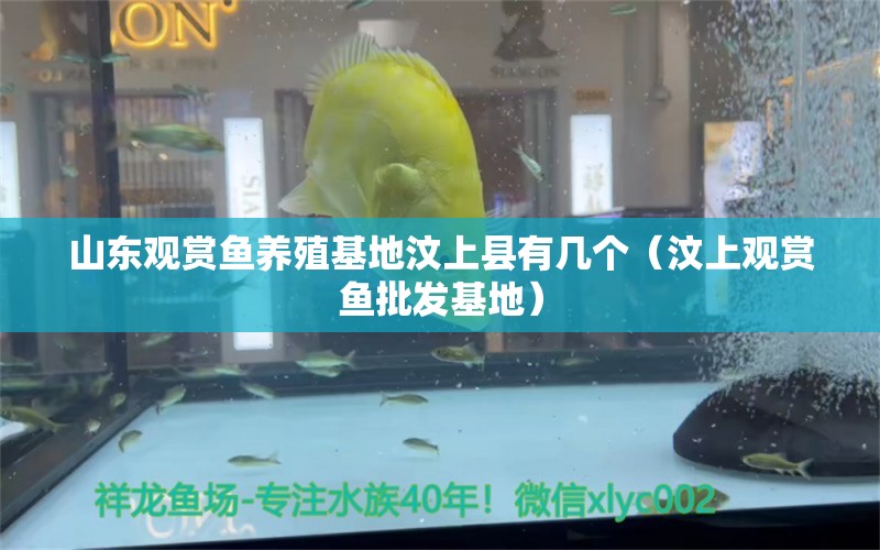 山東觀賞魚養(yǎng)殖基地汶上縣有幾個（汶上觀賞魚批發(fā)基地）