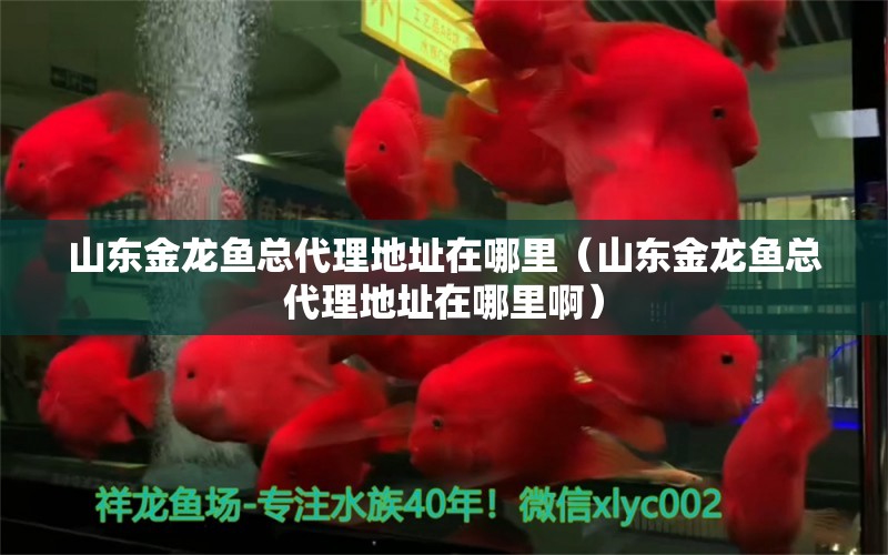 山東金龍魚總代理地址在哪里（山東金龍魚總代理地址在哪里?。? title=